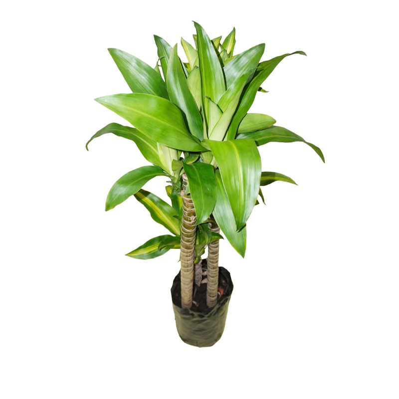 Tronquito De La Felicidad Talla M