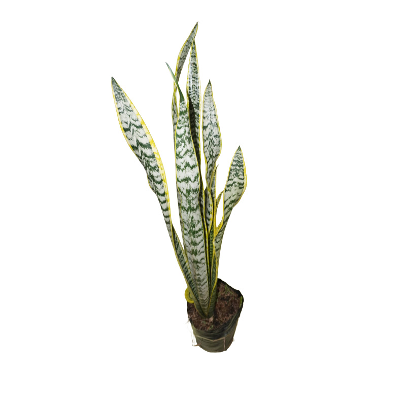 Sansevieria M - Imagen 2