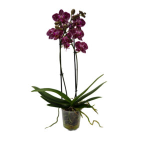 Orquidea 2T Multiflora