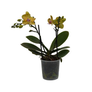 Orquidea Multiflora Amarilla