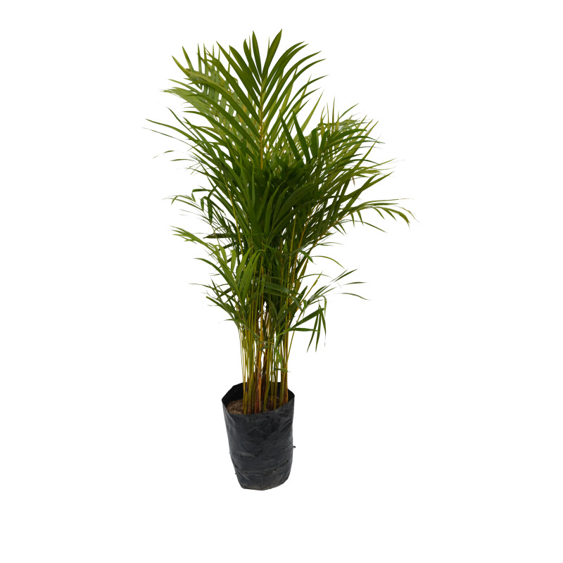 Palma Areca M