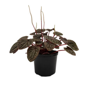 Peperomia Caperata