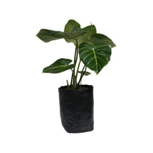 Philodendron Glorioso