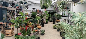 Peperomia Ornamentales place picture
